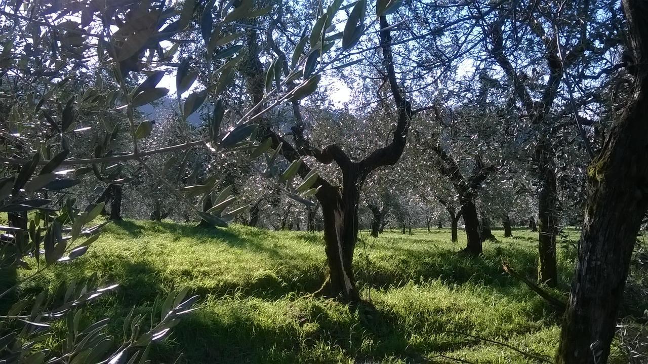 Villa Pacinotti Pistoia Exteriör bild